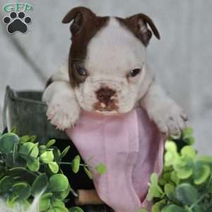 Bambi, Boston Terrier Puppy